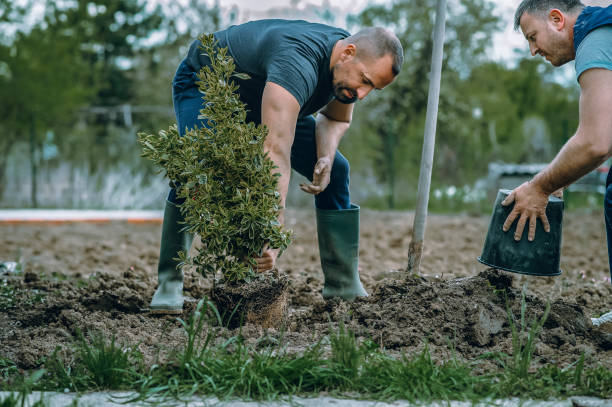 Best Lawn Grading and Leveling  in Florin, CA