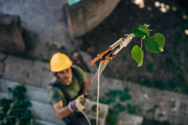 How Our Tree Care Process Works  in  Florin, CA