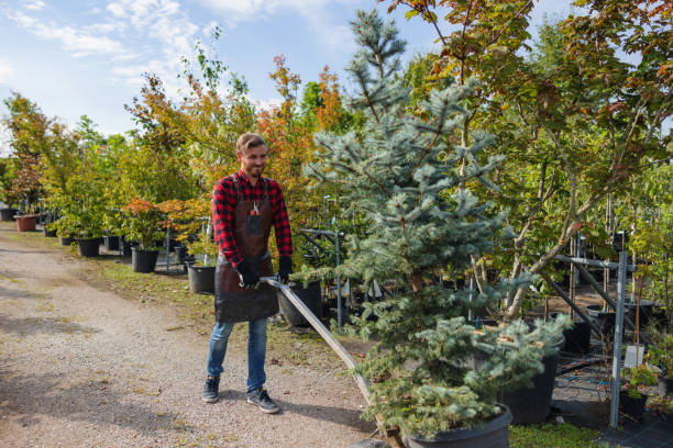  Florin, CA Tree Care Services Pros